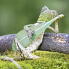 dave_far_away